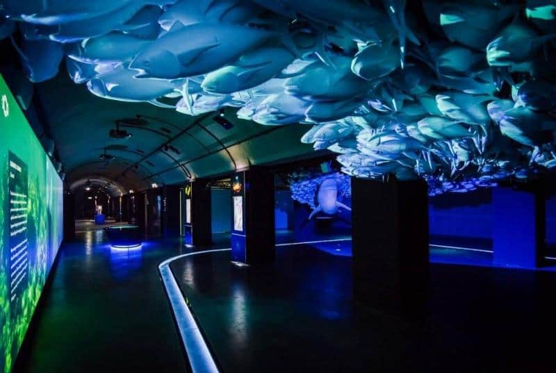 oryg_064490685_1129949550544944_1465385417682452480_o tuna1