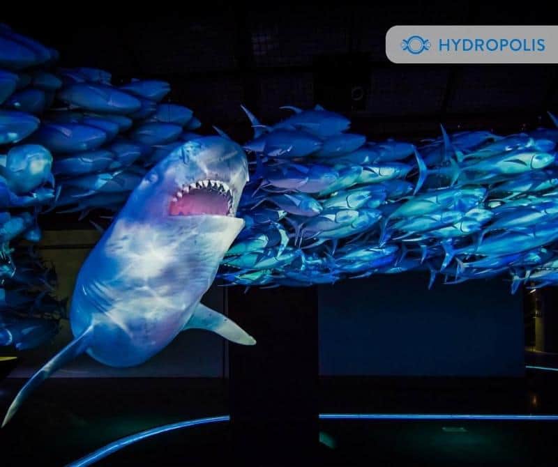 Banc de thons 4 Rekin płynący w ławicy ryb w interaktywnym muzeum Hydropolis.